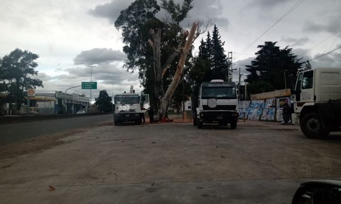 Florencio Varela: Poda de árboles sin autorización, perjuicio al medio ambiente